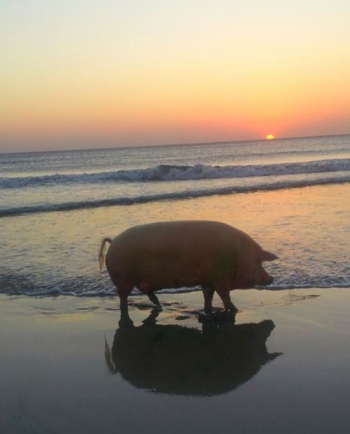 Romantikus naplemente a tengerparton