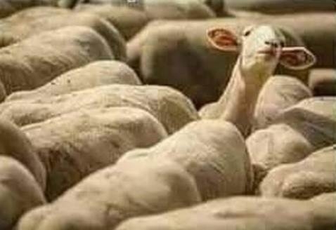 Amikor választáskor meghallod, hogy leparkol a krumplisautó