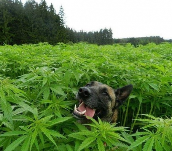 Cézár üzeni, hogy kurva jó a cucc