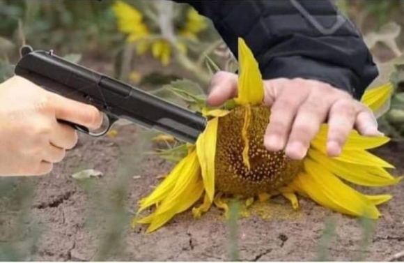 Amikor Amerikában rájönnek, hogy a napraforgóban olaj van