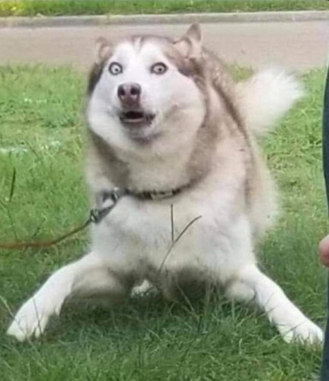 Amikor fingasz egy laposat, de a kutyád lebuktat