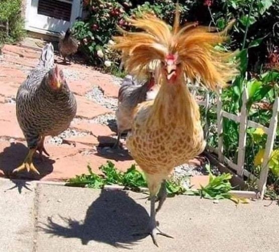 Mikor a nagyságos asszony hazalátogat a szülőfalujába