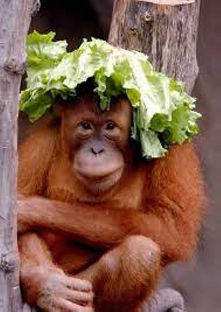 Látom hogy kívánsz, de ma nem lesz semmi, mert a fejem