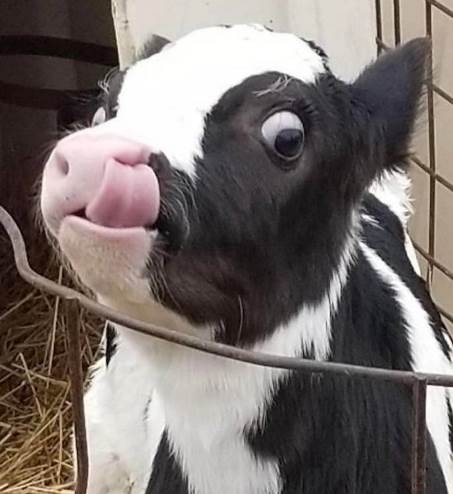 Amikor már megettél egy fél tepsi sütit, de még ott van a másik fele