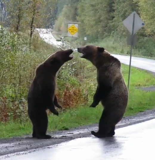 Nem tudok sokat a medvékről, de szerintem ezek házasok