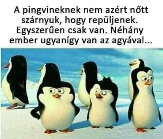 Napi tényfeltáró
