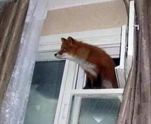 Amikor nyitva hagyod éjszakára a kis ablakot, mert azon úgysem mászik be senki