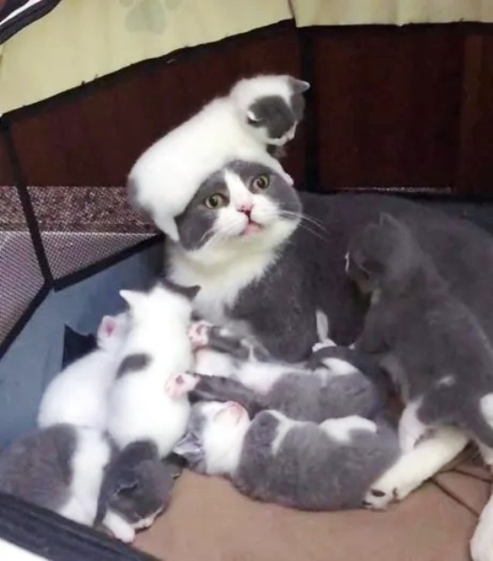 Amikor rádöbbensz, hogy mégsem éri meg a CSOK