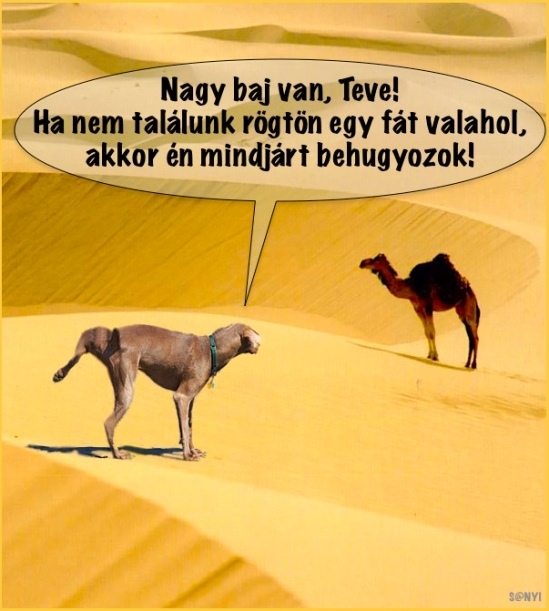 Nem mindegy mikor veszed be a vízhajtódat!