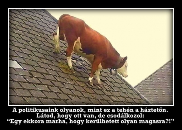 Pártfüggetlen megállapítás