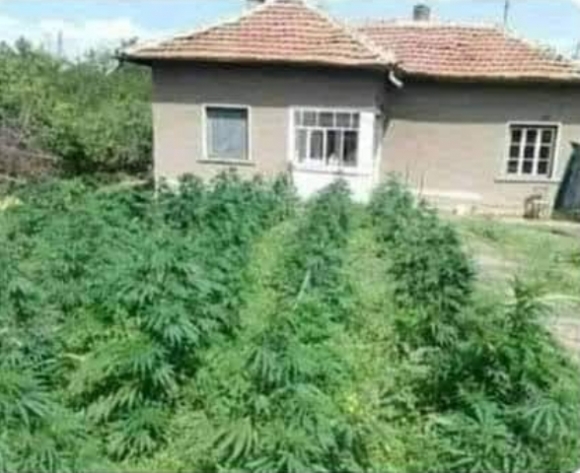 Napiszar - Ingatlan rovat