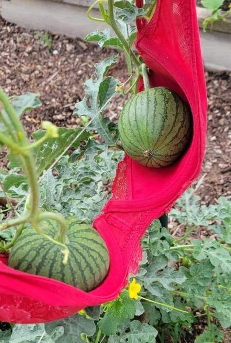 Amikor olyan hülye vagy, hogy a dinnyét felfelé futtatod, mint az uborkát