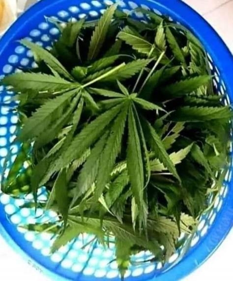 Ma spenótot készítek ebédre