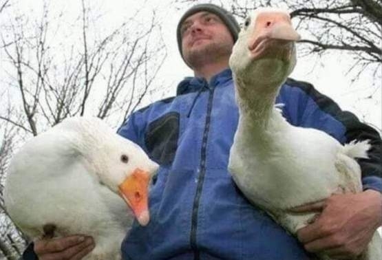 Haver, hová viszed azt a két libát?