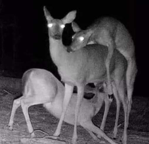 Éjjel az erdőben is tudnak durva bulik lenni