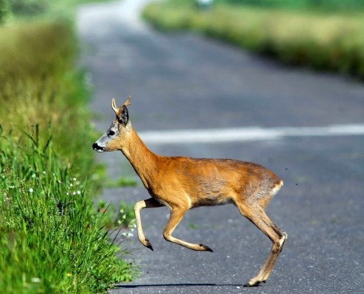 Közlekedési hírek
