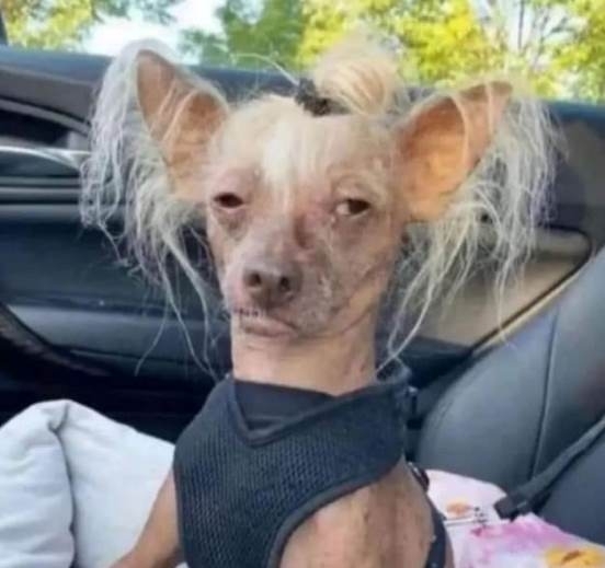 Amikor az emberek hazaérnek egy egyhetes fesztiválról