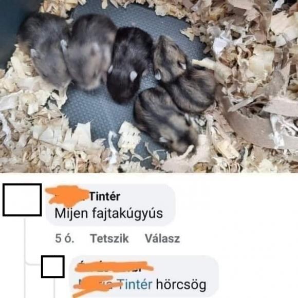 Én látok ott két vadmalacot is 🙂