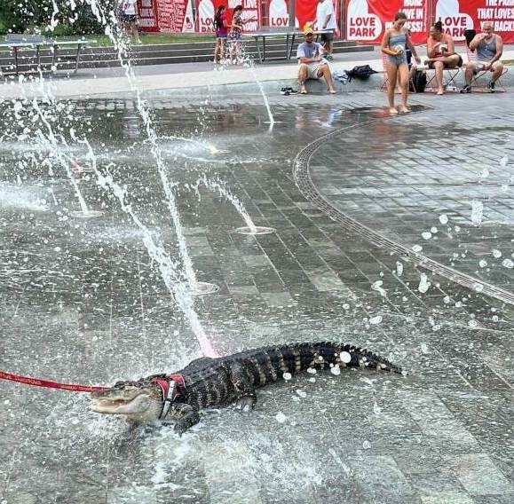 Mert nem mindenki kutyát tart