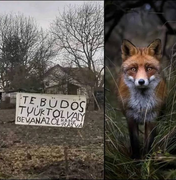Vuk tervezi a visszatérést a képernyőre  🙂
