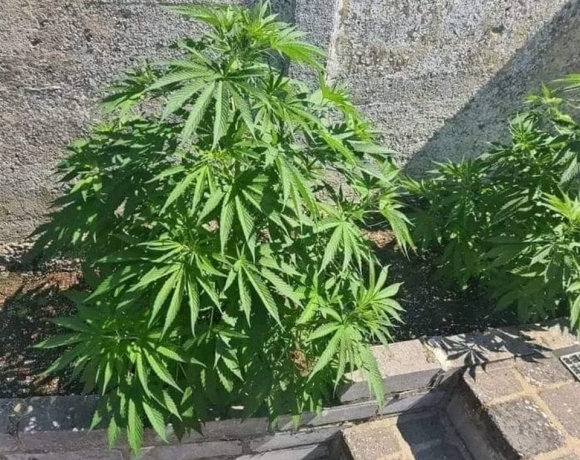 Napiszar - kertészet