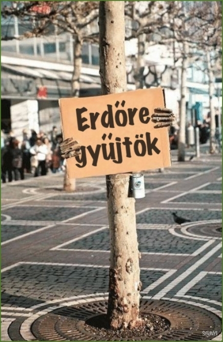 Még egy fa is társaságra vágyik