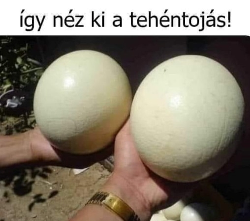 Azoknak, akik egész életükben egy nagyvárosban éltek