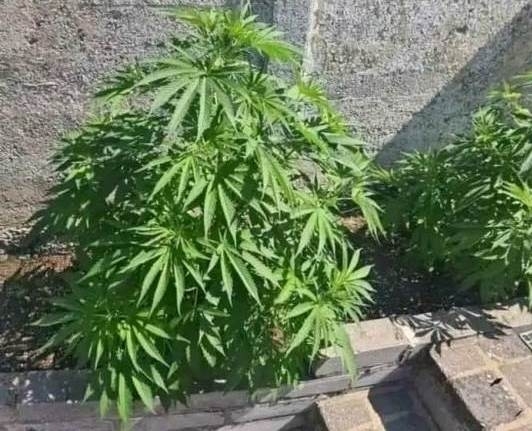 65. nap - Még mindig nincs rajta paradicsom