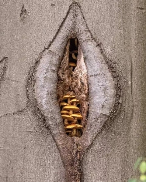 A nő olyan, mint a pizza