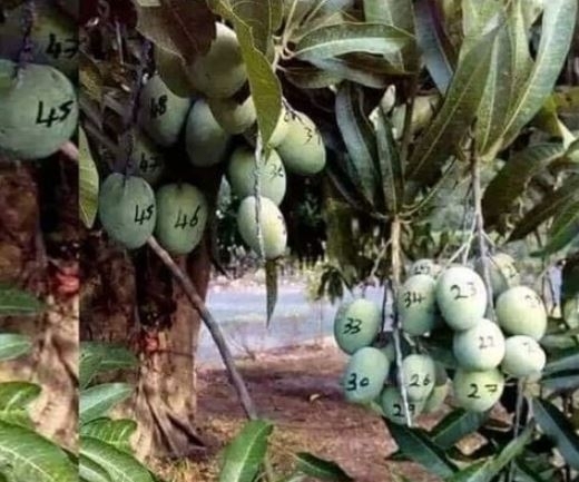 Amikor a szomszédod nem bízik benned