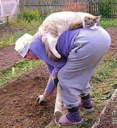 Kosmodisk® - Falusi verzió