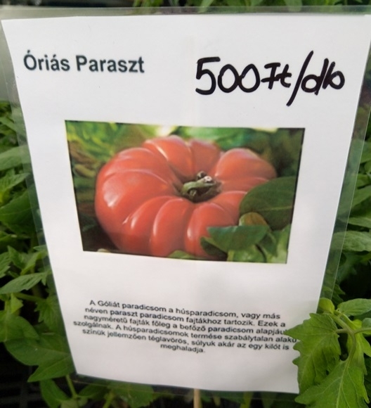 Már palántáról is szaporítják!