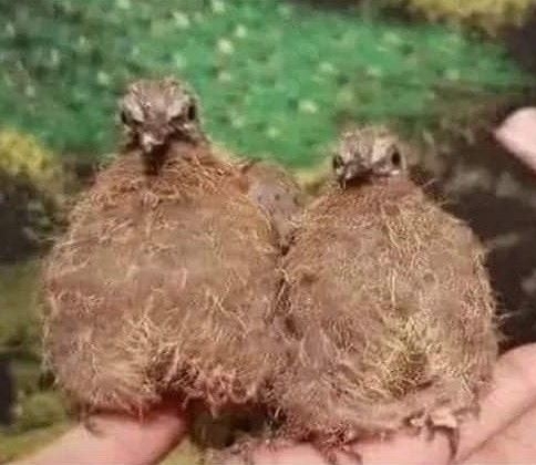 Amikor egy pasi 3 hétig nem borotválja le a zacsit