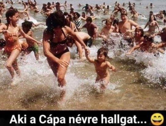 Amikor keresed a kutyádat a tengerparton, 