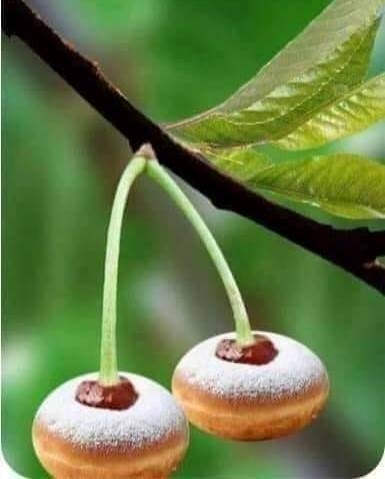 Már terem a cseresznyefánk