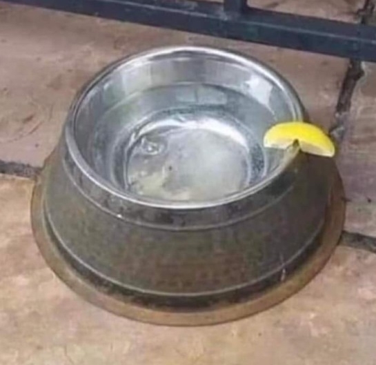 Néha a kutyának is jár valami extra