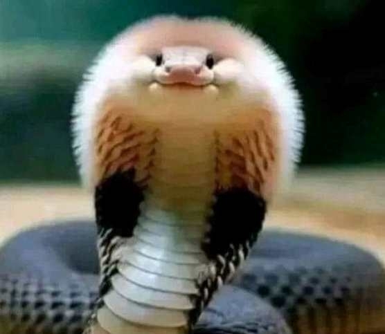 Amikor az asszony kijön a szépségszalonból