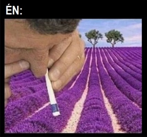 A tudomány szerint a levendula csökkenti a stresszt