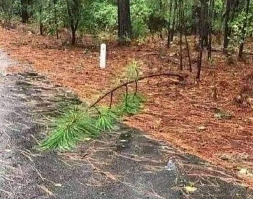 Főnök! Egy fa dőlt az útra!