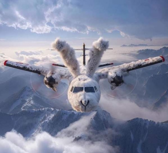 Vigyázz, jön a nyuszi