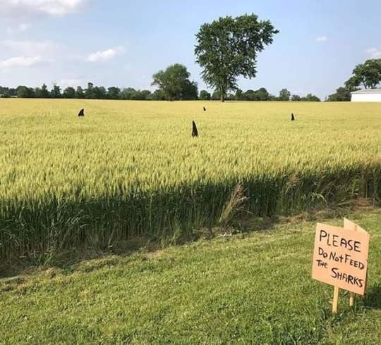 Kérjük ne etessék a cápákat