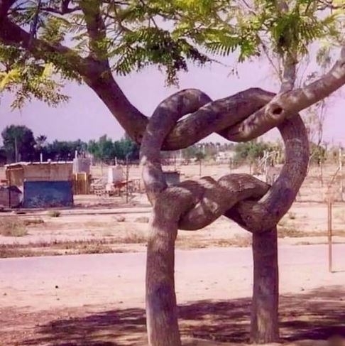 Chuck Norris megmutatta a helyi cserkészcsapatnak, hogyan kell csomót kötni