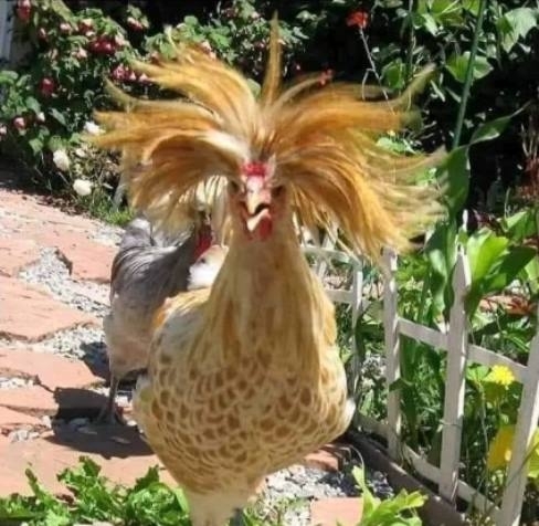 Este moss hajat, így reggel tovább alhatsz