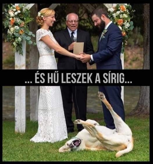 Biztosan a nagymama sírjáig, mert a kutya is csak nevet rajta