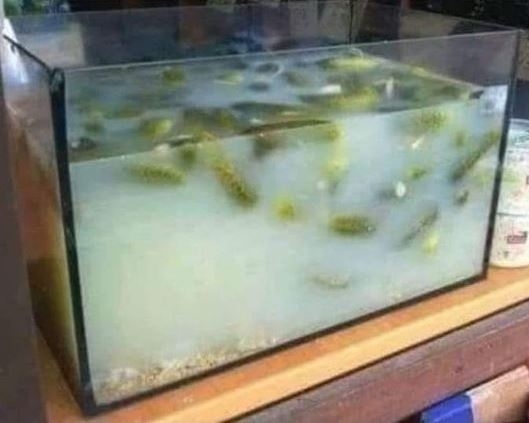 Kiköltöztették a halakat 