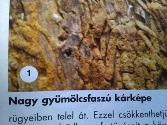 Napi gyümölcsfaszú