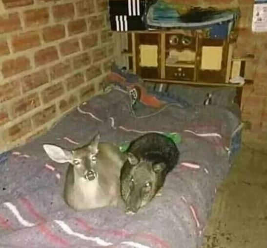 Picit részeg voltam hajnalban, de