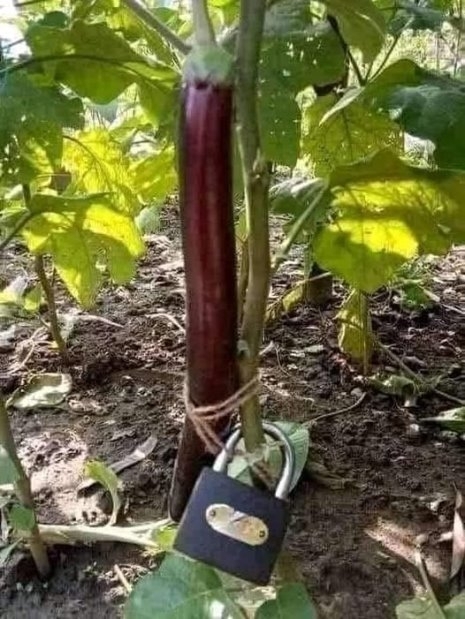 Ráment a tulaj a biztonságra