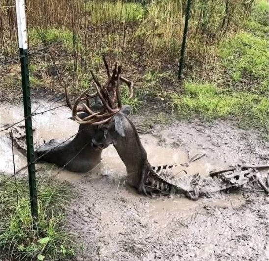 Ennek az ütközetnek most csúnya vége lett