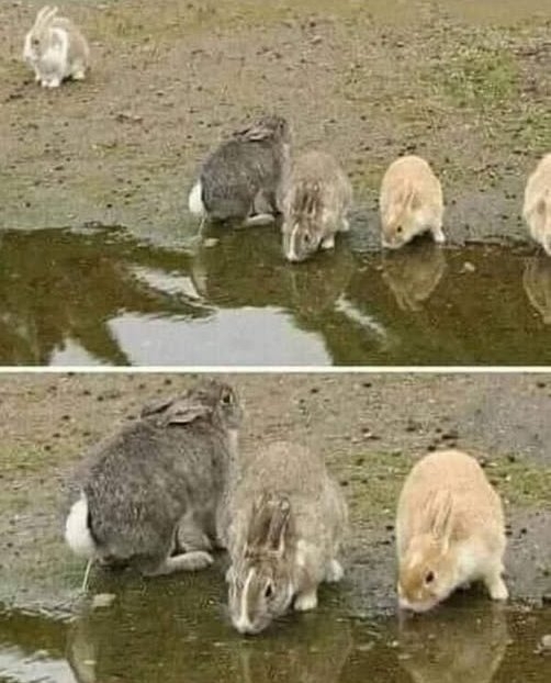 Az állatok közt is akadnak modortalan egyedek